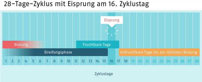 Wie berechnet man seine fruchtbaren Tage?