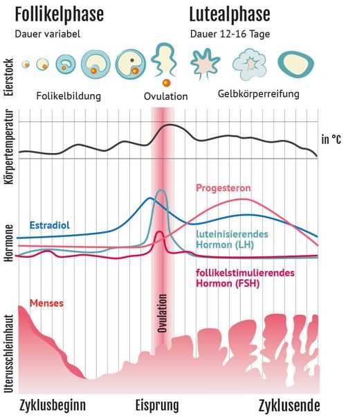 Was sind fruchtbare Tage?