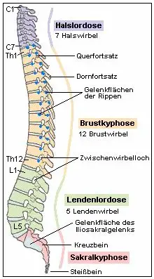 Die Brustwirbelsäule ist die am wenigsten bewegliche Region der Wirbelsäule. Die Wirbel sind durch Rippen miteinander verbunden und dienen als Schutz für lebenswichtige Organe wie Herz und Lungen.