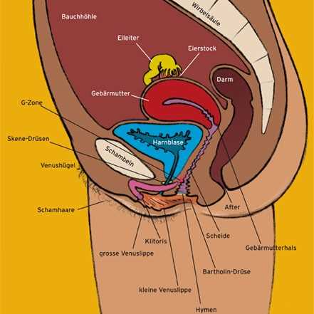 Die Anatomie der weiblichen Geschlechtsorgane