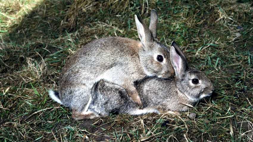 Während des männlichen Orgasmus kommt es zu einer rhythmischen Kontraktion der Beckenbodenmuskulatur, die von Wellen ähnlich wie beim weiblichen Orgasmus begleitet wird. Dies kann sich als eine Art pulsierender oder zuckender Druck im Genitalbereich manifestieren.