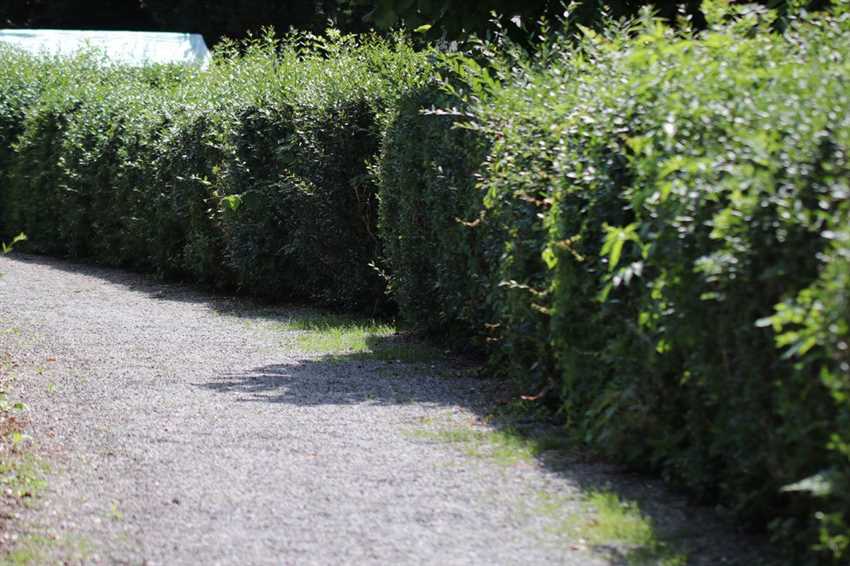 Höhenbegrenzung für Büsche an der Grundstücksgrenze