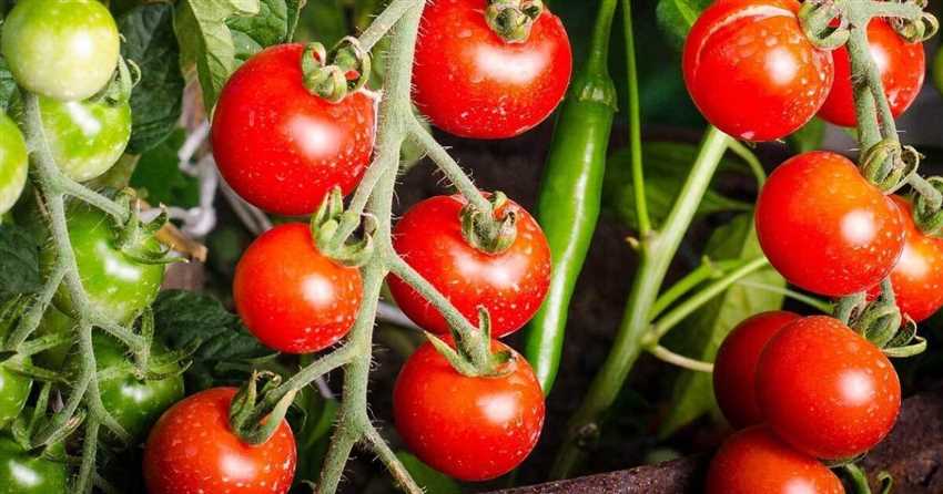 Bestimmung der Tomatensorte