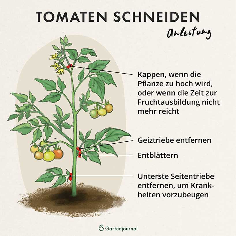 3. Wie kann man die Wuchshöhe kontrollieren?