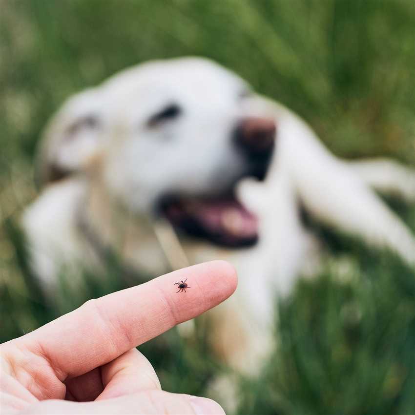 6. Konsultieren Sie Ihren Tierarzt.