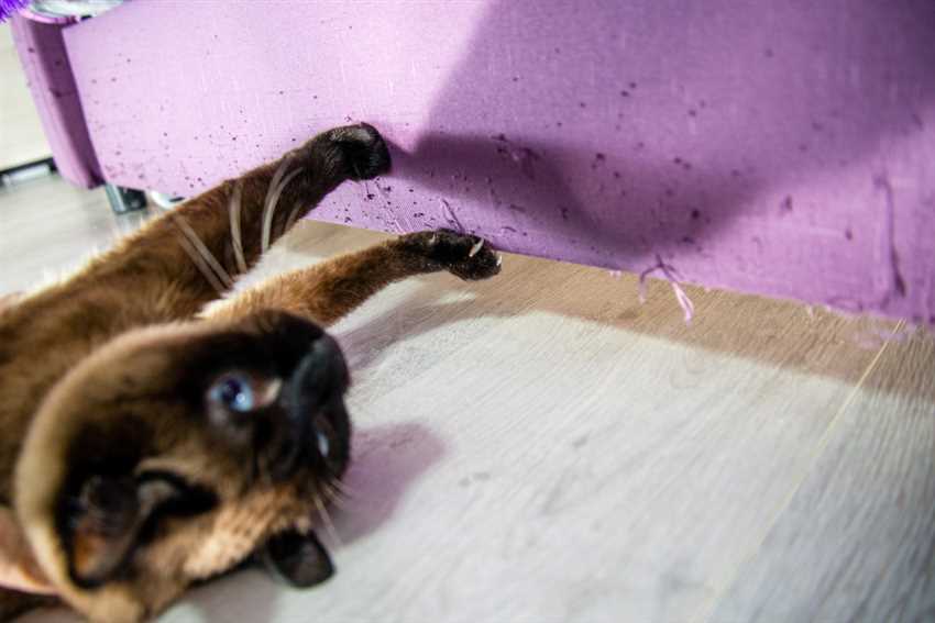 Effektive Methoden zur Verhinderung von Katzenkratzern an Möbeln
