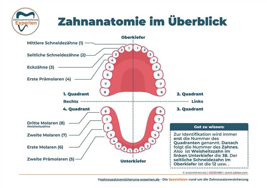 Welche Faktoren beeinflussen das Wachstum?