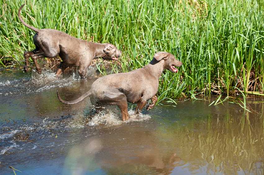 Ursachen einer Blasenentzündung beim Hund