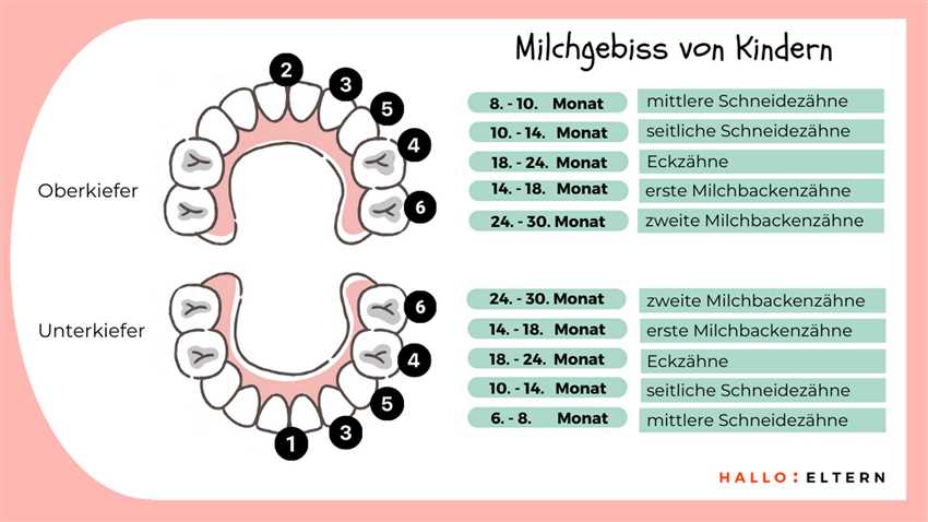 Der Durchbruch der Milchzähne