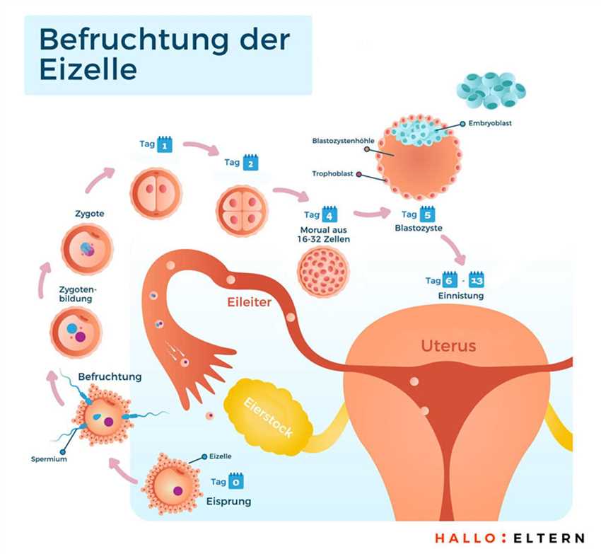 Befruchtung der Eizelle