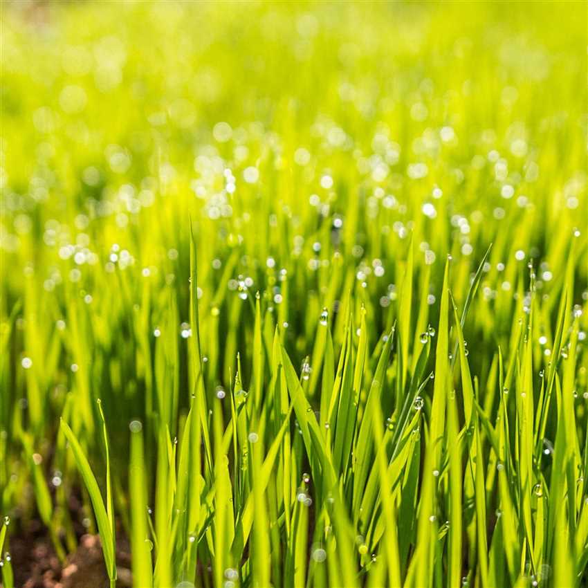 Tipps für ein optimales Wachstum des frisch gesäten Rasens