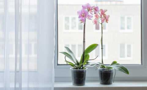 Abhängigkeit von der Orchideensorte