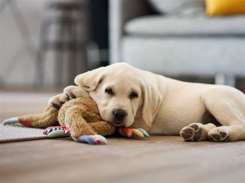 Die Dauer der Erziehung hängt von vielen Faktoren ab, wie beispielsweise der Rasse und dem Alter des Hundes, dem Training, das er erhält, und der Umgebung, in der er lebt. Einige Hunde sind von Natur aus intelligenter und leichter zu trainieren als andere, während andere aufgrund von schlechten Erfahrungen oder traumatischen Erlebnissen länger brauchen, um positive Gewohnheiten zu entwickeln.