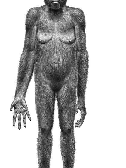 Hominiden und Australopithecinen