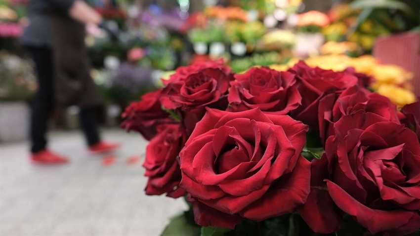 Rosen sind eine der beliebtesten Schnittblumen der Welt und werden oft als Geschenk oder Dekoration verwendet. Sie sind nicht nur wunderschön anzusehen, sondern auch bekannt für ihren angenehmen Duft. Doch wie lange bleiben Rosen eigentlich schön und frisch, wenn sie kein Wasser bekommen?