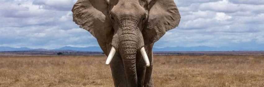 Was ist eine Trächtigkeit bei Elefanten?