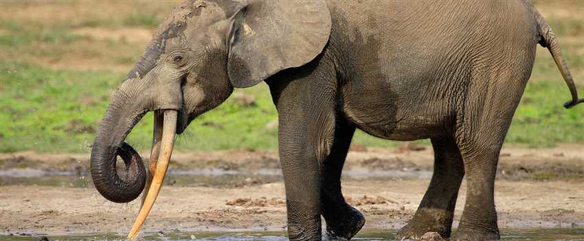 Alter und Größe des Elefanten