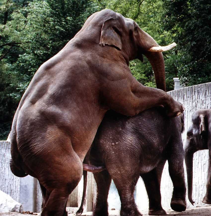 Wie lange dauert die Trächtigkeit bei Elefanten?