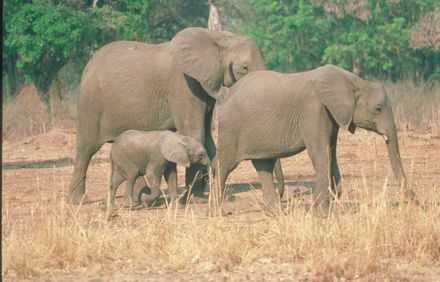 Wie verläuft die Schwangerschaft bei Elefanten?