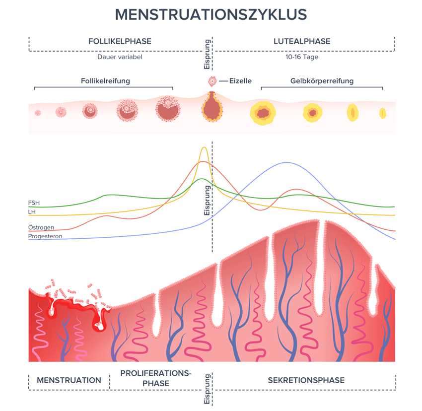 Was ist ein Menstruationszyklus?