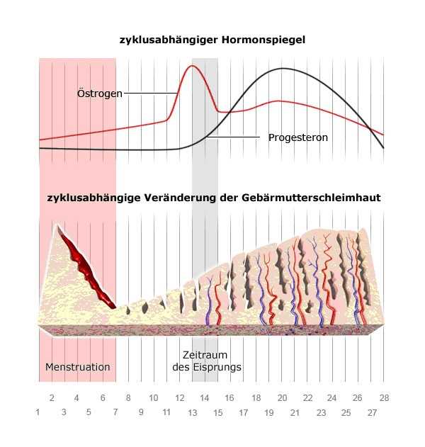Die Dauer des Menstruationszyklus
