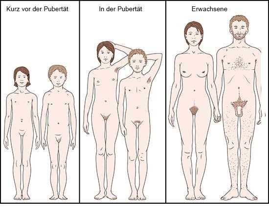 Wie lange dauert die Pubertät?