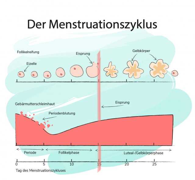 Verkürzung oder Verlängerung des Zyklus: