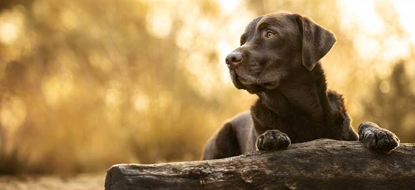 Wie lange können Hunde alleine bleiben?