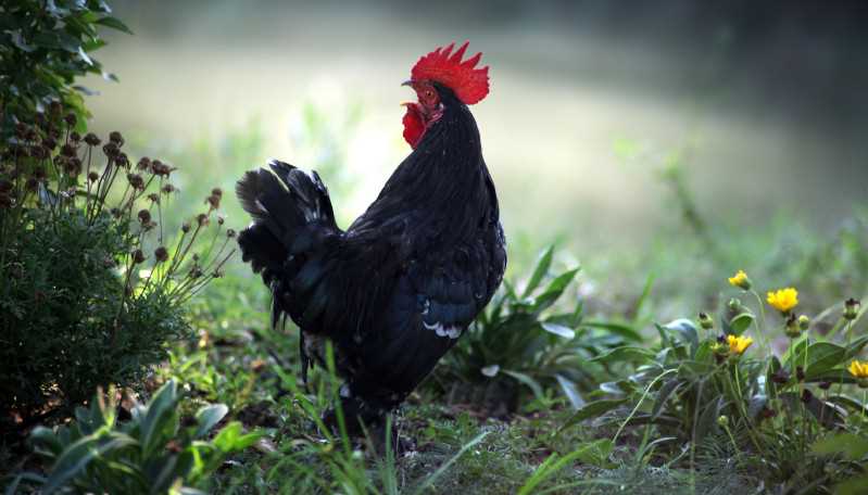 Gründe für die verkürzte Lebensdauer von Hühnern in der Massentierhaltung