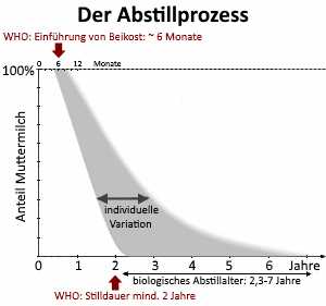 Die Normalisierung der Brustgröße nach dem Abstillen