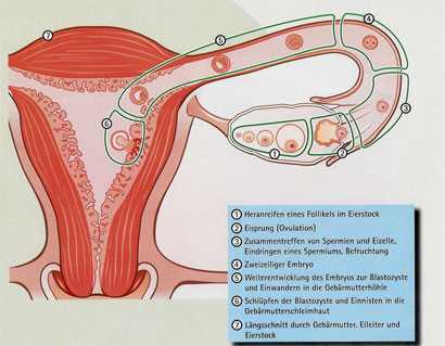 Die Ankunft in der Gebärmutter