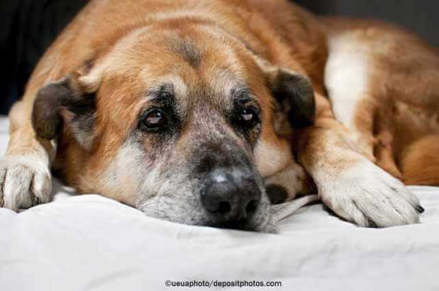 Behandlung der Arthrose beim Hund