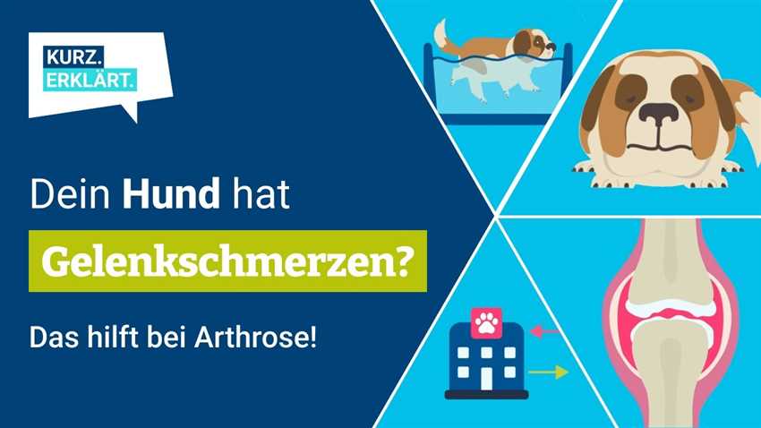 Diagnose und Behandlung von Arthrose beim Hund