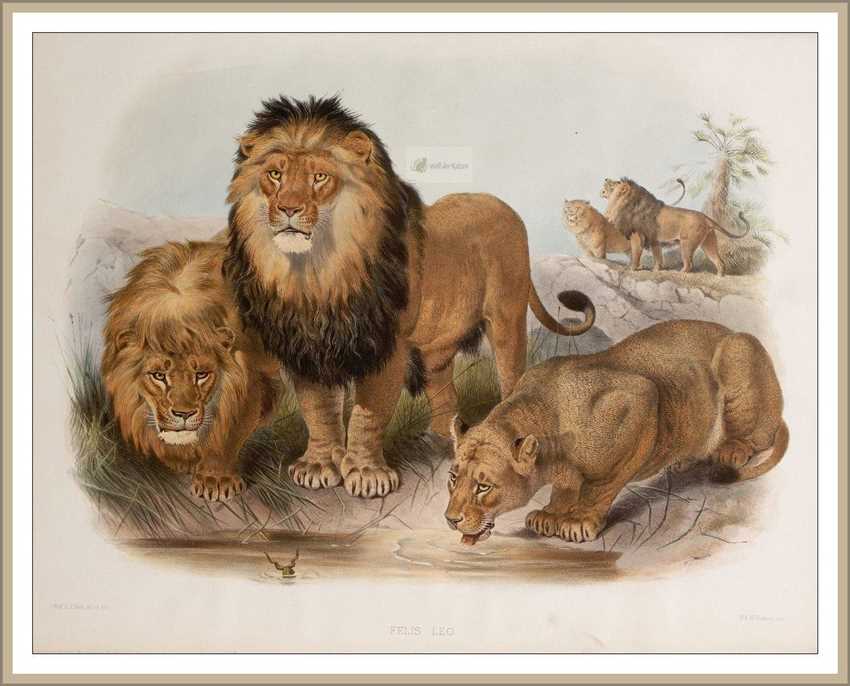 Maßnahmen zum Schutz der Löwen