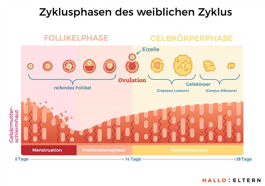 Fruchtbare Tage bestimmen