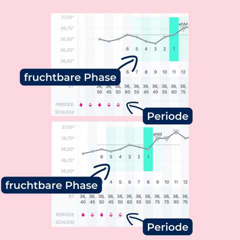 Der Menstruationszyklus und die Fruchtbarkeit