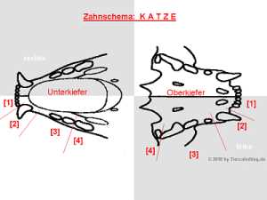 Anatomie der Katzenzähne